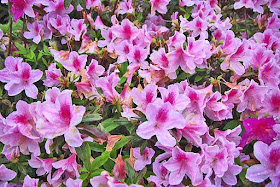 Pink and white flowers in thick bunches, azaleas