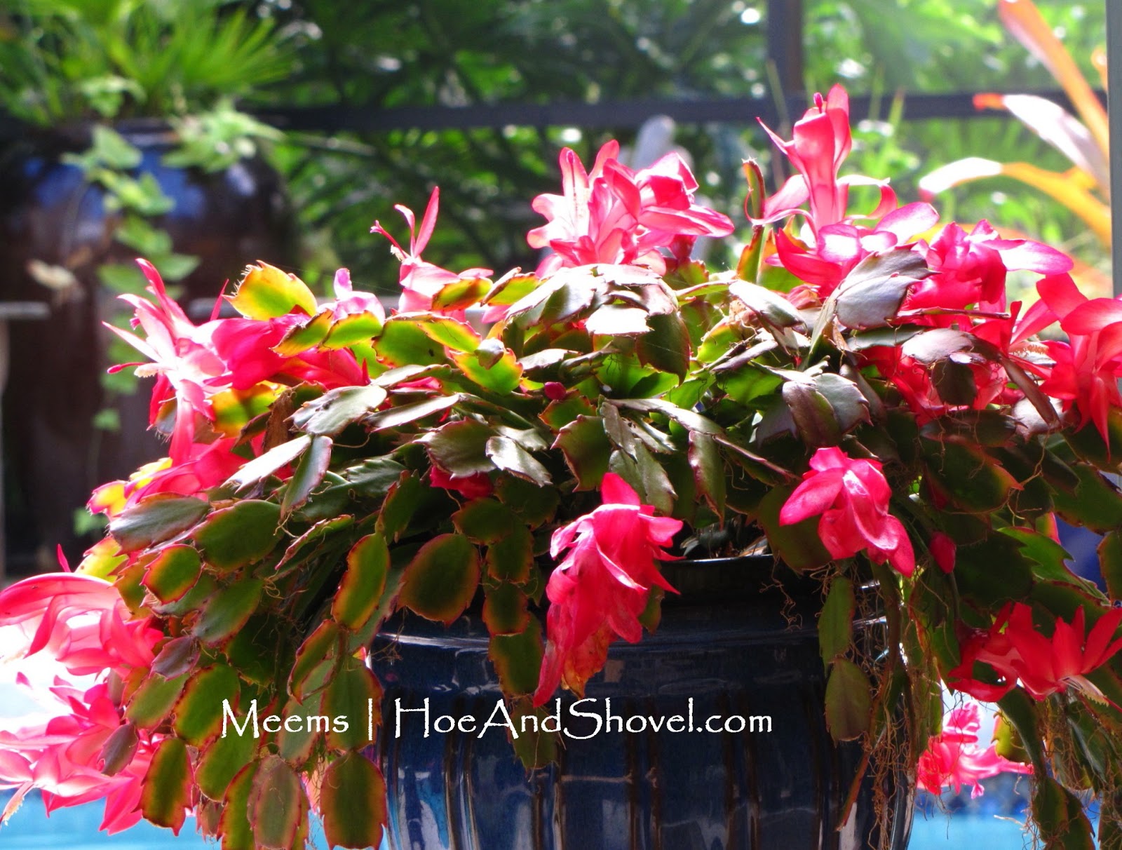 Practical Gardening Changing Colors Of The Rose Cactus Pereskia