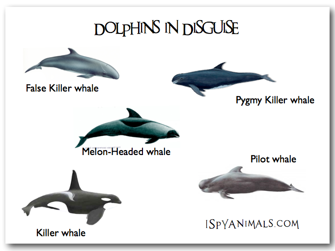 I Spy Animals: Killers in disguise