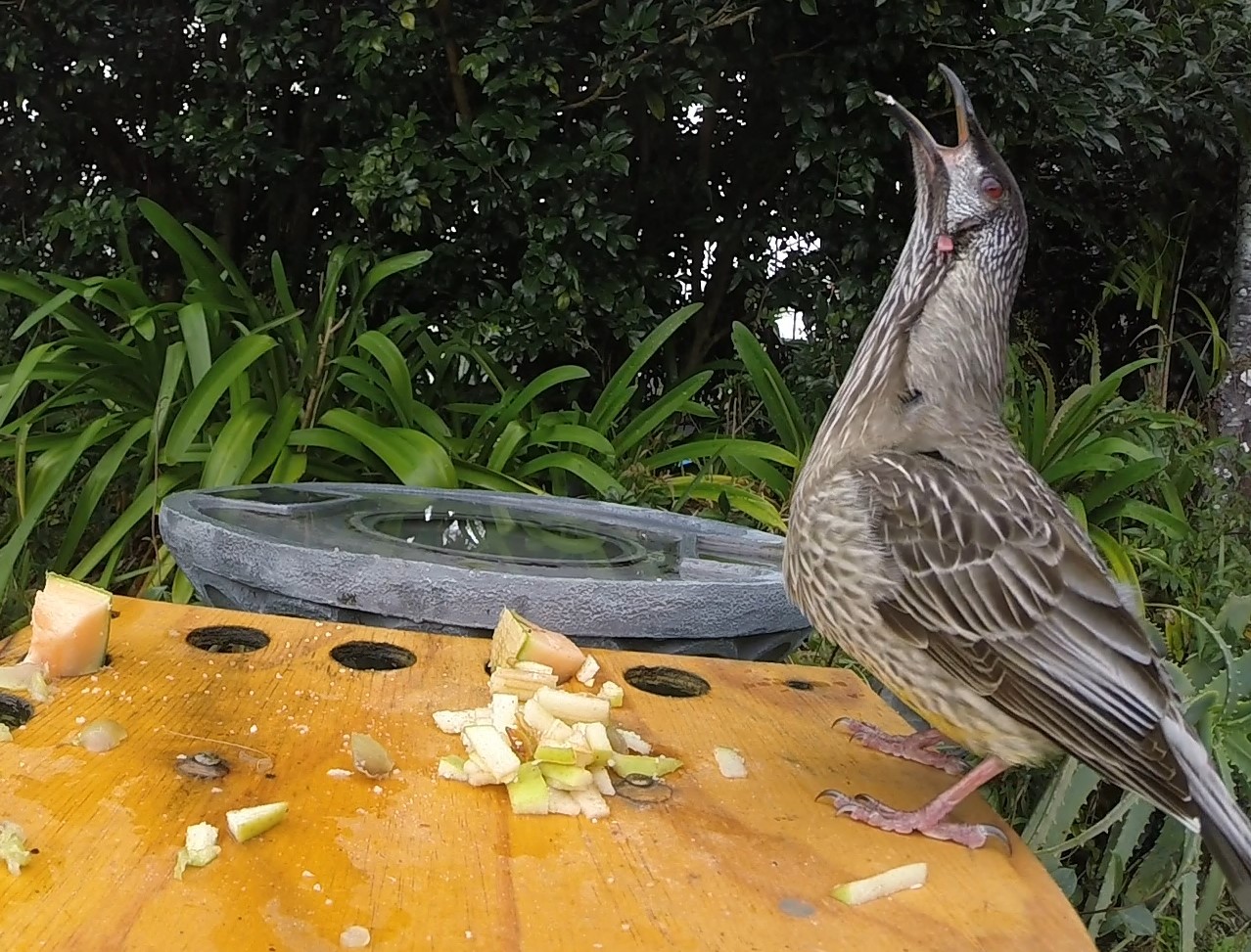 My Burra Family Feeding wild birds. Good or Bad??