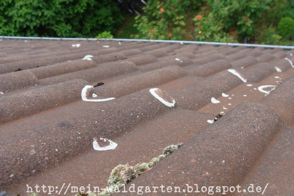 Mein Waldgarten Weisse Ringformige Flechten Auf Dem Hausdach