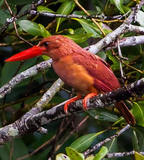 Indian birds - Image of Ruddy kingfisher - Halcyon coromanda