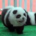'Cachorros-panda' são nova moda em pet shops da China