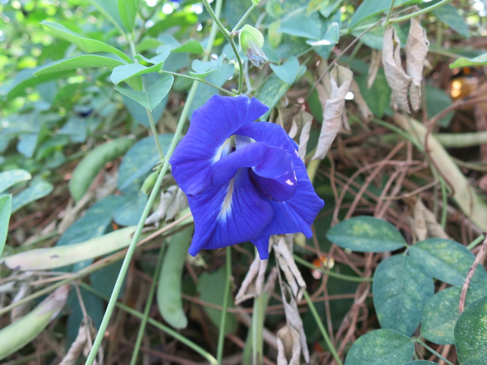 它是俗稱的藍花豆(蝶豆).聽說它的豆莢.嫩葉.花朵都能食用.