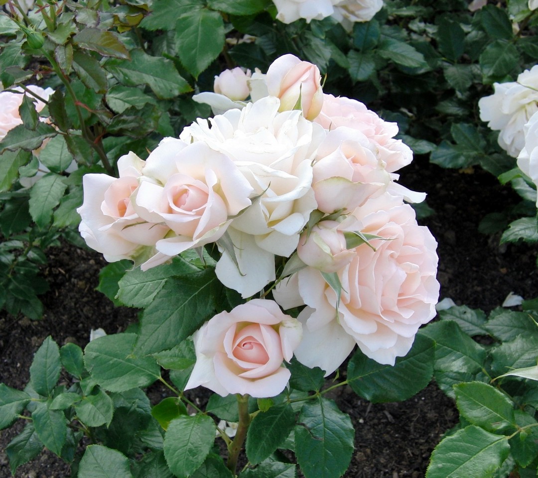 50 Gambar Mawar Putih Yang Cantik Ayeey Com
