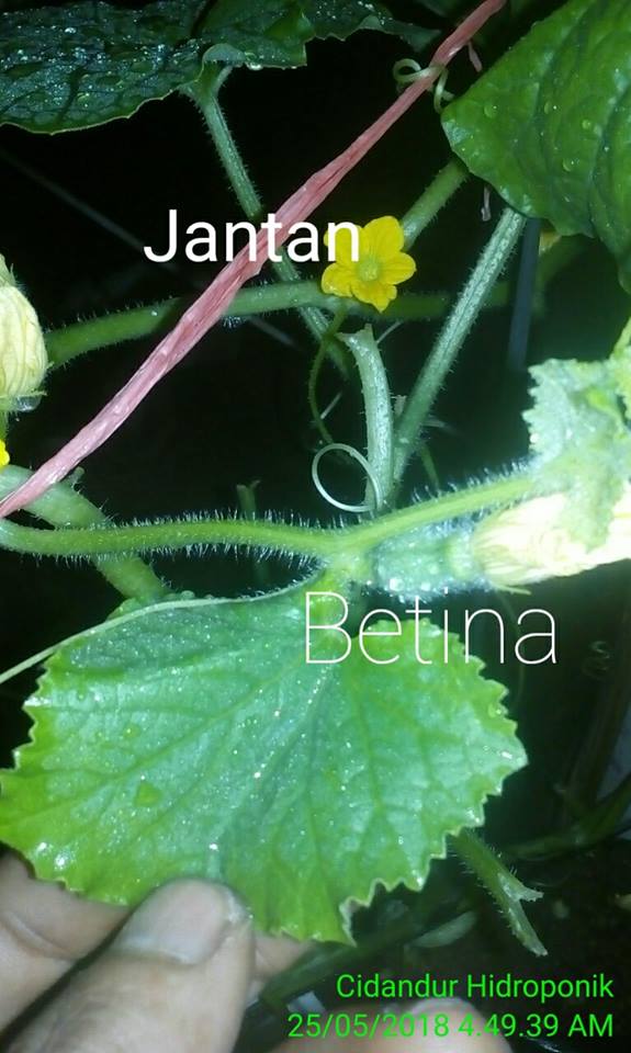 55+ Gambar Bunga Jantan Paling Mekar 55+ Gambar Bunga Jantan Paling Mekar