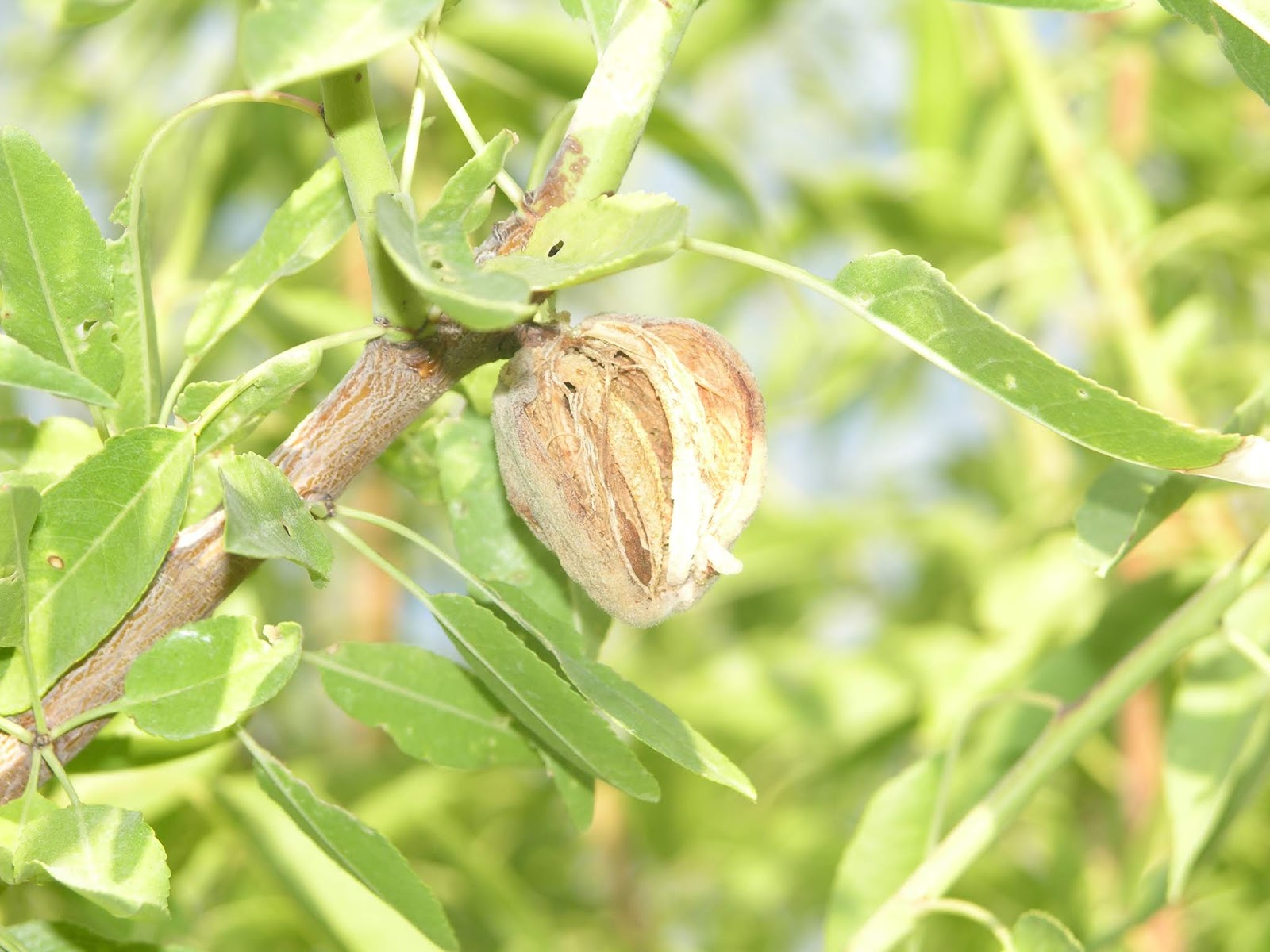 Xtremehorticulture of the Desert: 31 March 2019