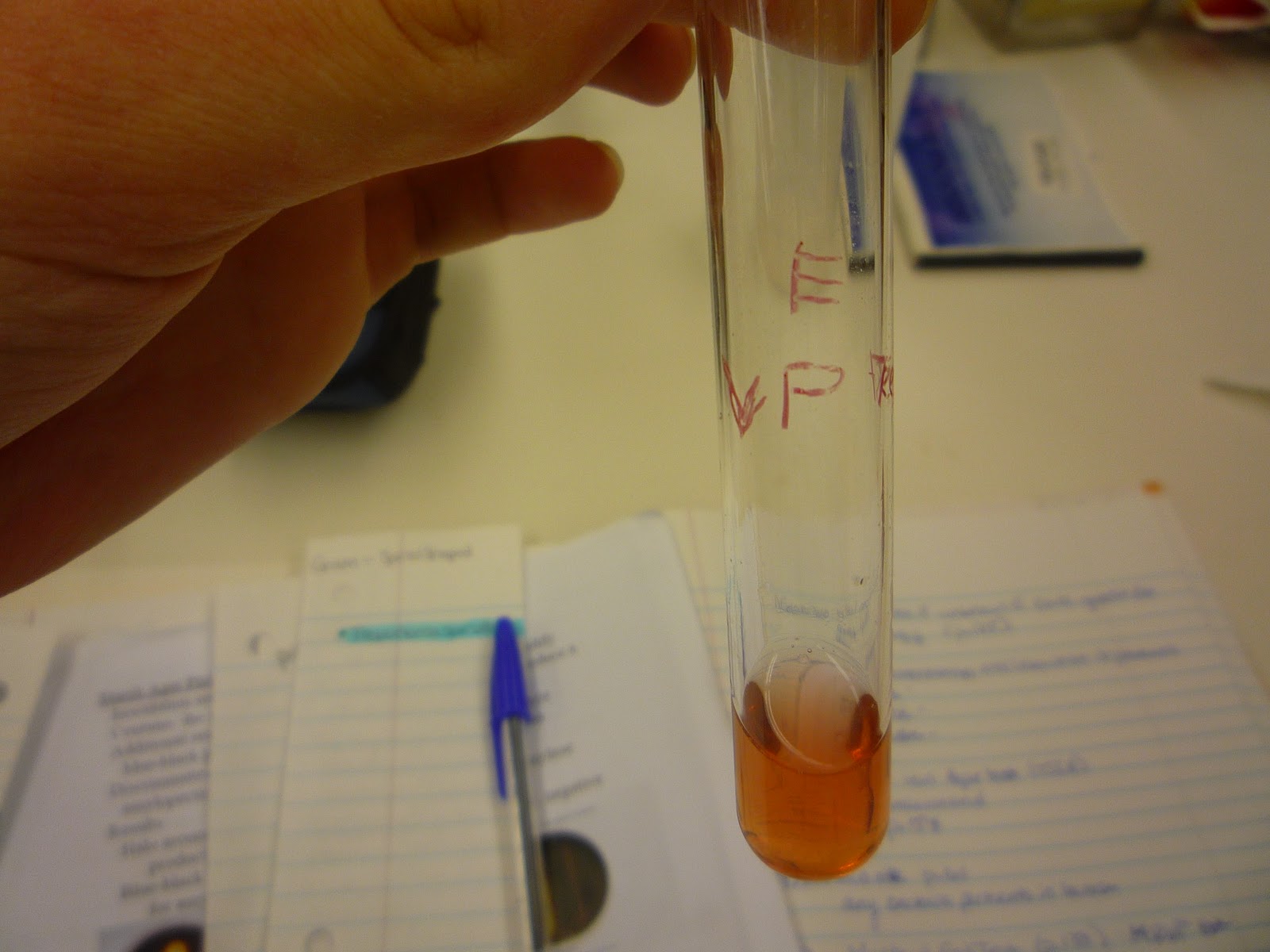 MicrobeDiscoveries Gelatin Test, the Carbohydrates (sucrose, lactose