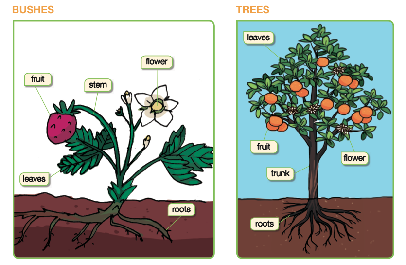 Plants 2019 Scientikids Review 3 Plant parts functions. Learn the