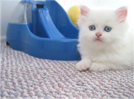 Tips Memelihara Anak Kucing  vetshop online