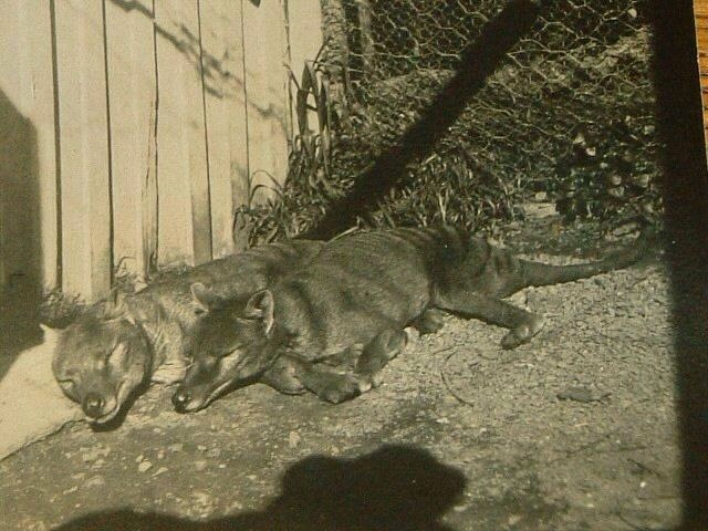 o lobo da tasmânia caminha como um mito o Último reduto nasci