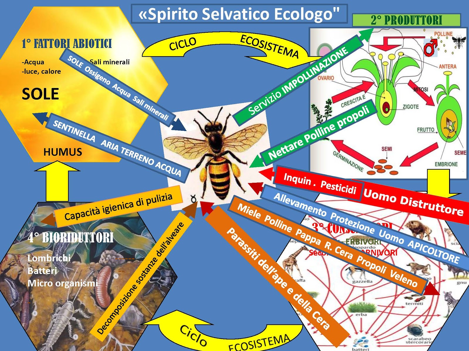 Apicoltori Veneto: FORMAZIONE