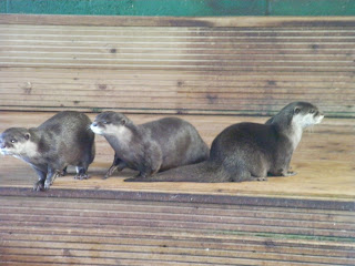 three otters in captivity