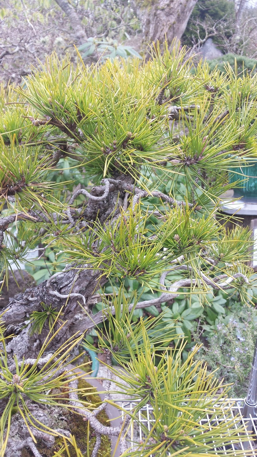 In Vivo Bonsai Pacific Bonsai Museum "Natives" Preparation Pitch Pine