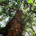 Manejo florestal não impacta a floresta, será mesmo?