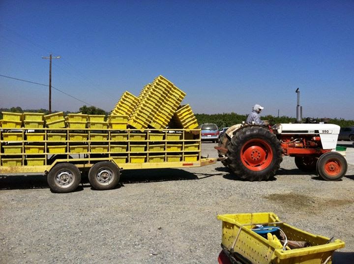 Figs Photo Collection Around the World Maywood Farms Figs Company