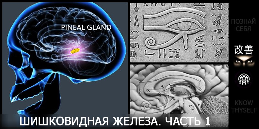 Медитация шишковидной железы. Шишковидная железа Аджна. Эпифиз мозга. Шишковидная железа символ. Глаз ра и шишковидная железа.