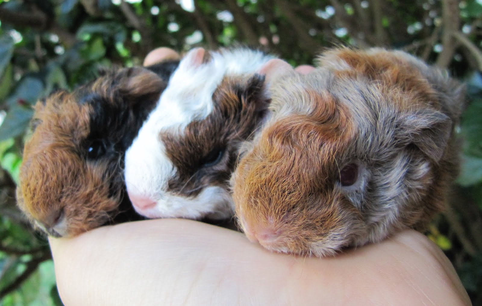 All Things Guinea Pig Zinnia's Babies, a late night surprise!