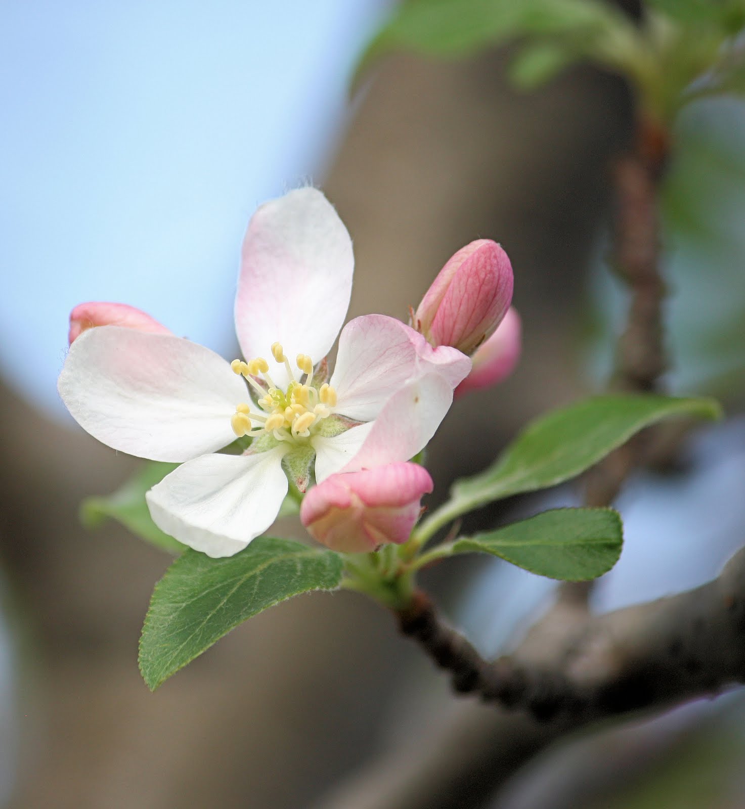 CARLETTA'S CAPTURES Apple Blossom Time