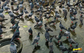 Pigeons at the Gateway of India