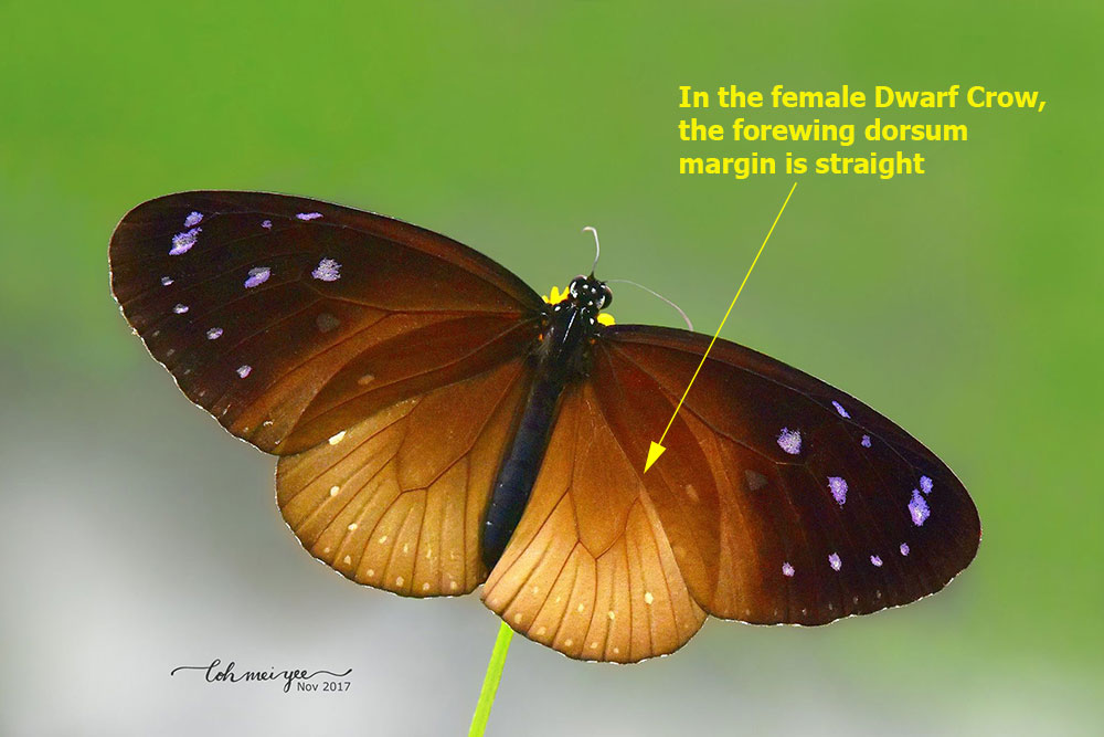 Butterflies of Singapore Butterfly Anatomy