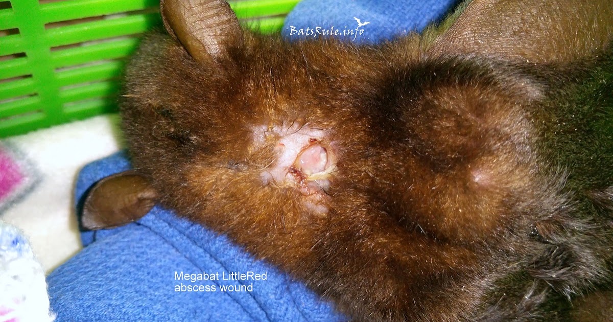 RESCUE 2016
Megabat, Flying fox, Fruit bat, Bats N Wildlife cover image