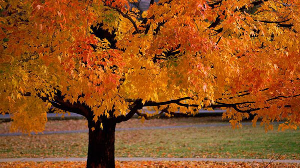 Makna di Balik Nama Autumn Niki yang Menarik Perhatian