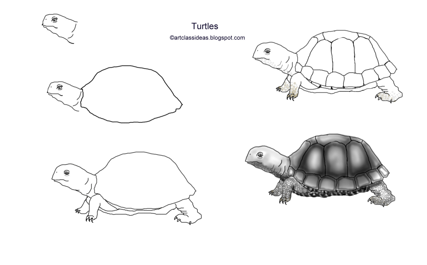 Pin by Pam Skojec on Art Class Ideas Turtle art, Art