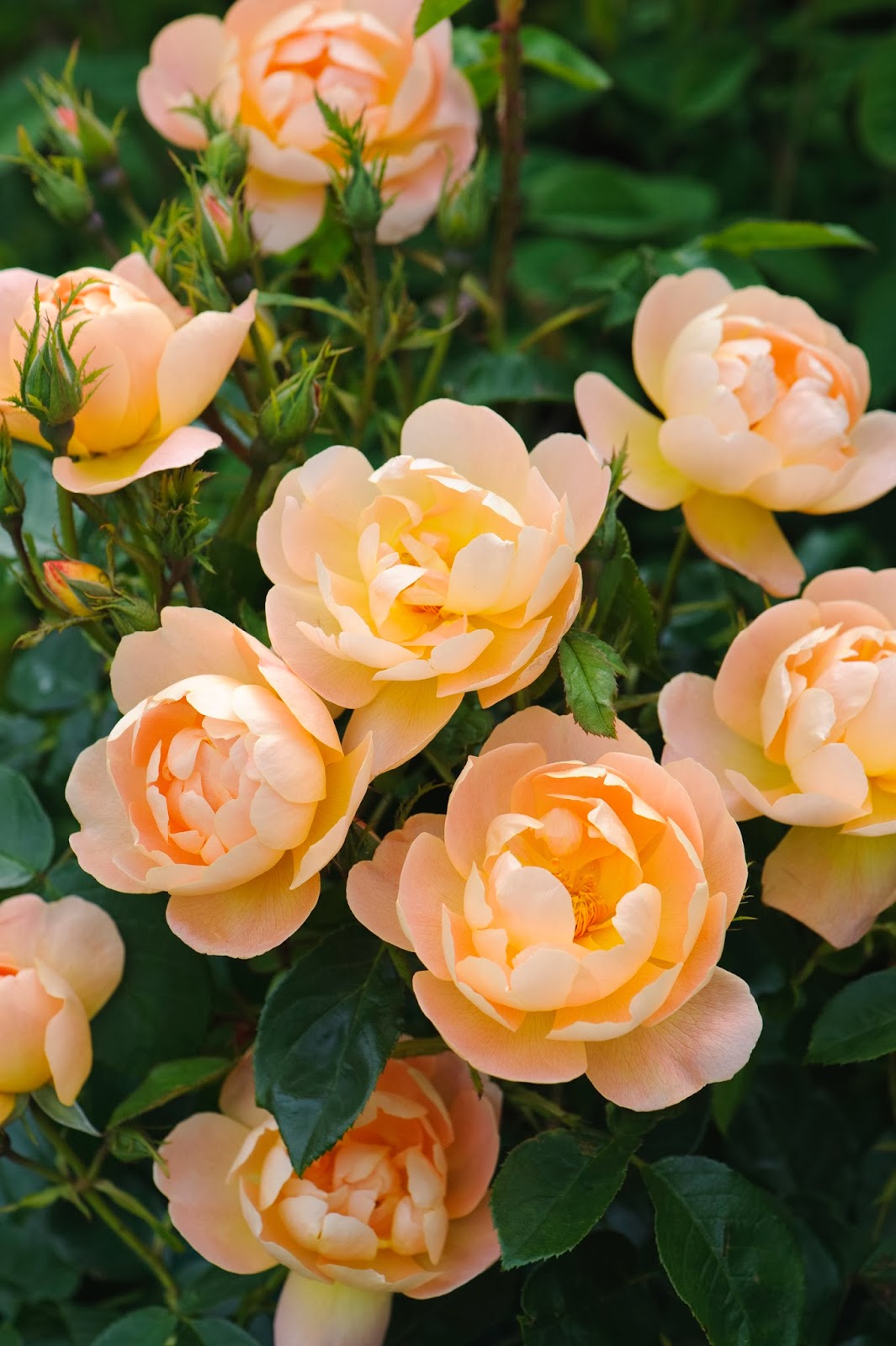 david austin roses superstar