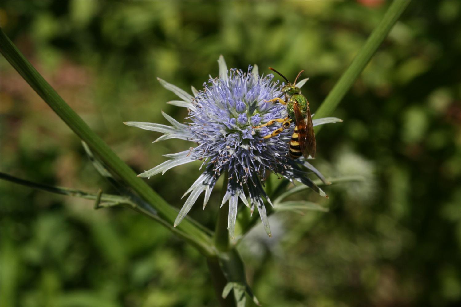 Native Florida Wildflowers Corn Snakeroot Eryngium aquaticum