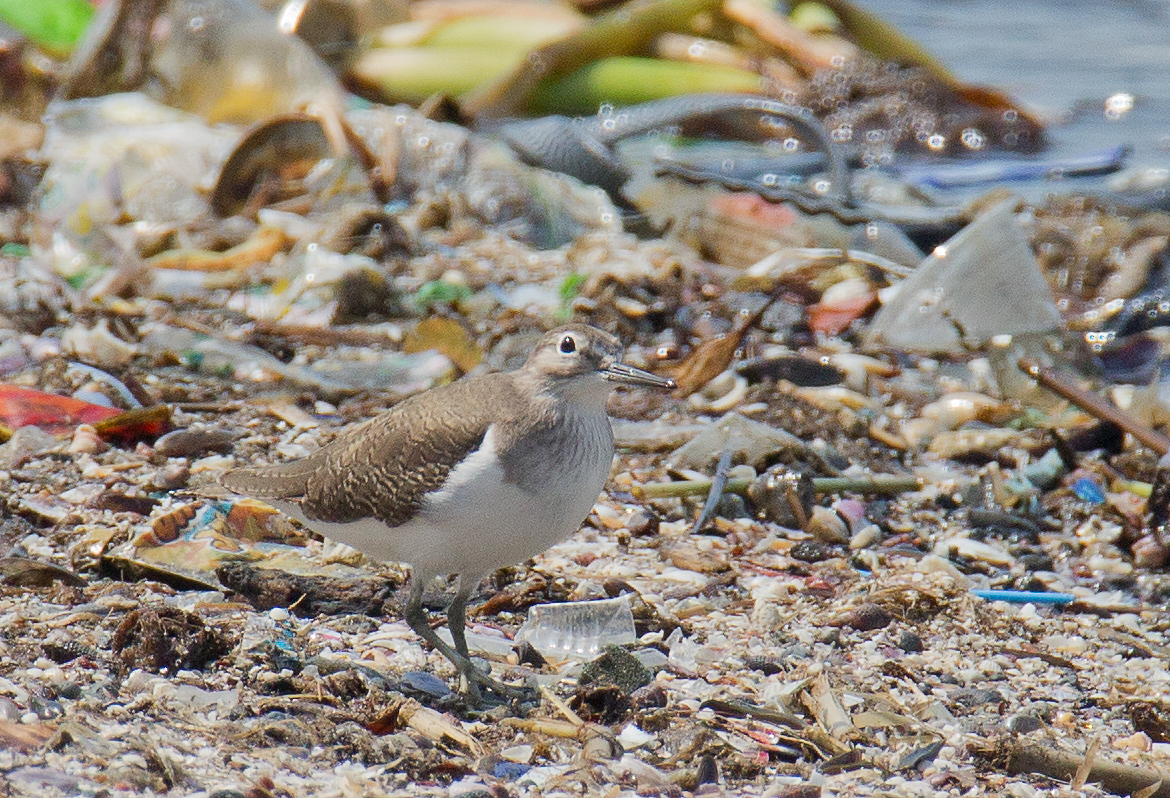 TWO BIRDERS TO GO Trash Birds