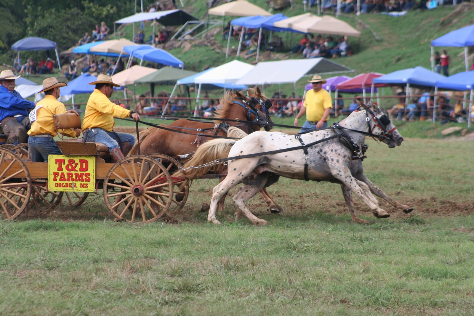 PairADice Mules: National Chuckwagon Races Saturday