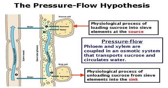 Mechanism of Translocation ~ Dhiraj's Blog