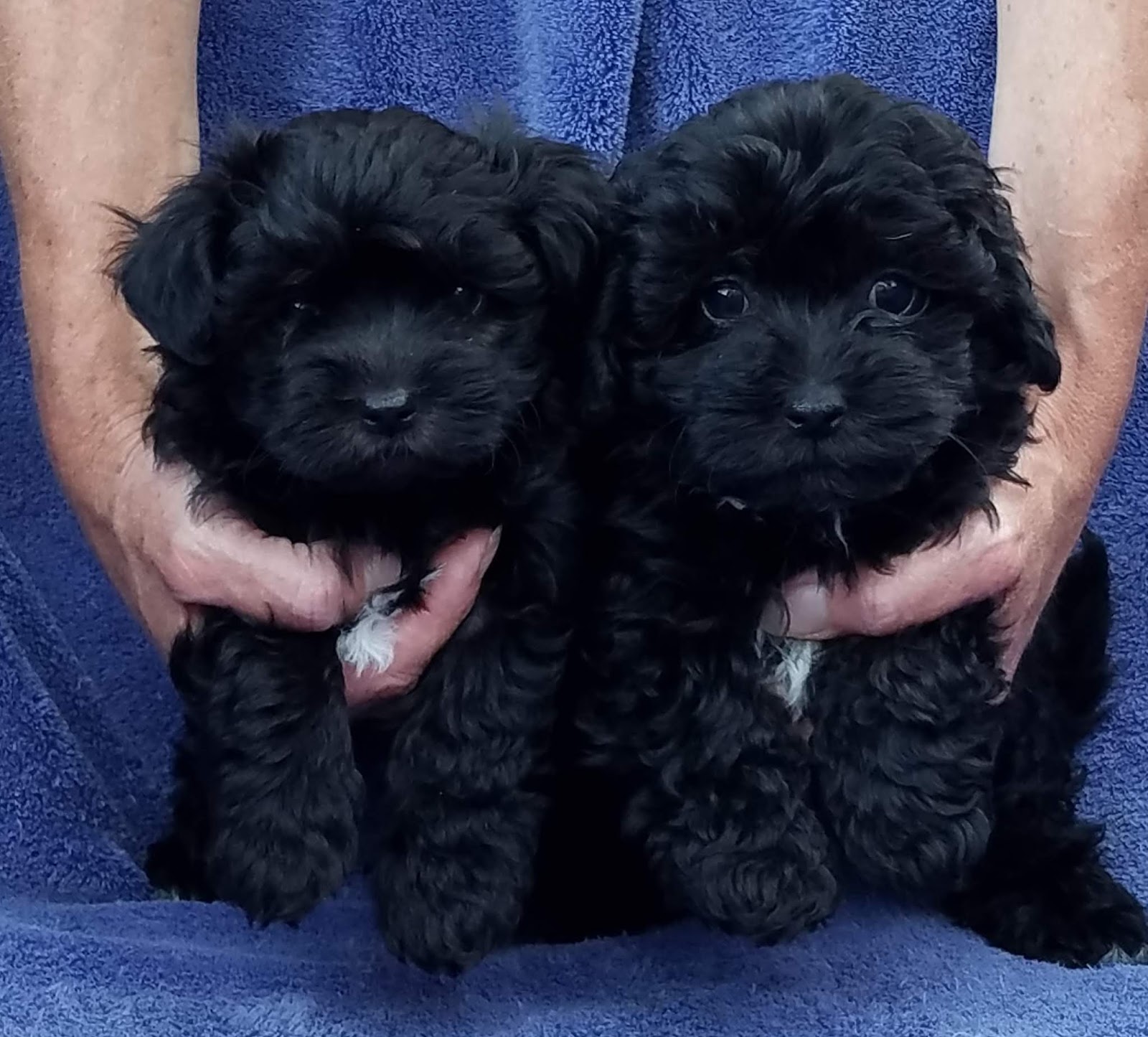 B & C Kennels Maltese & Maltipoo
