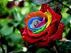 rose colorful wallpapers desktop backgrounds roses rainbow flower flowers pretty colored nature garden keywords