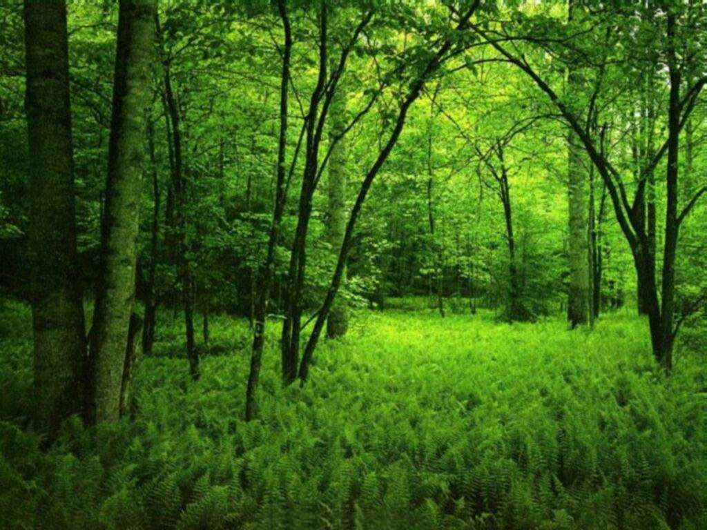 NATURAL PICTURES Dark Green Forest