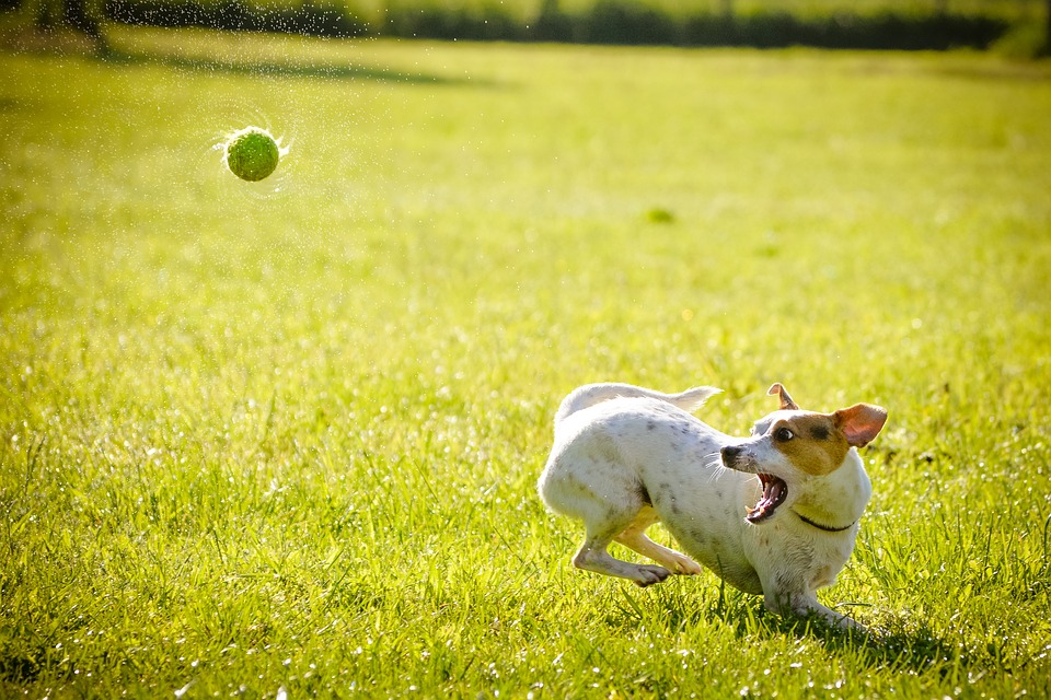 Keeping Your Dog Fit and Healthy