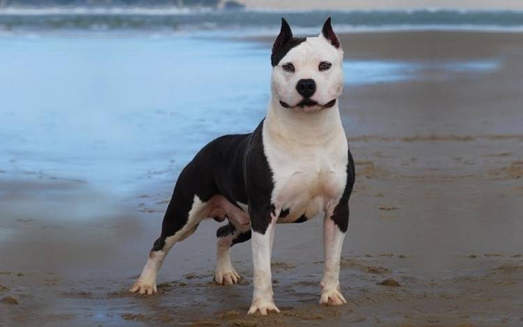 This breed is bred by crossing an English bulldog with a terrier specifically for dog fighting. According to statistics, Staffords are responsible for every 7800s dog attack on a person in the world.