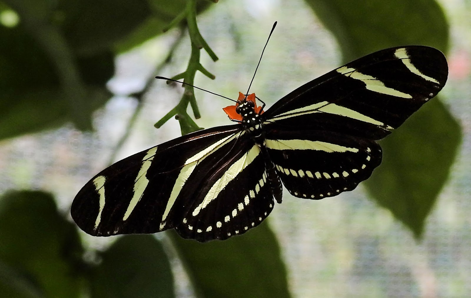spotted zebra butterfly spotted zebra butterfly