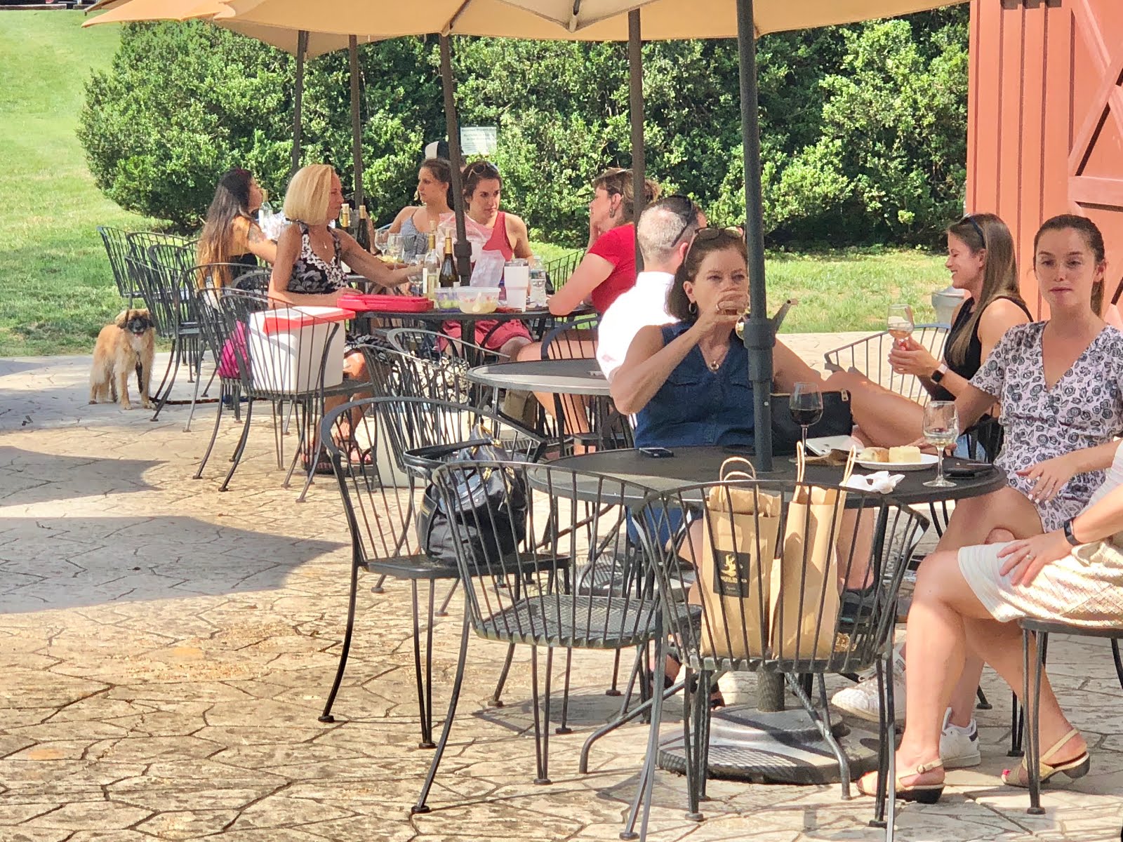 Are Dogs Allowed At Paradise Springs