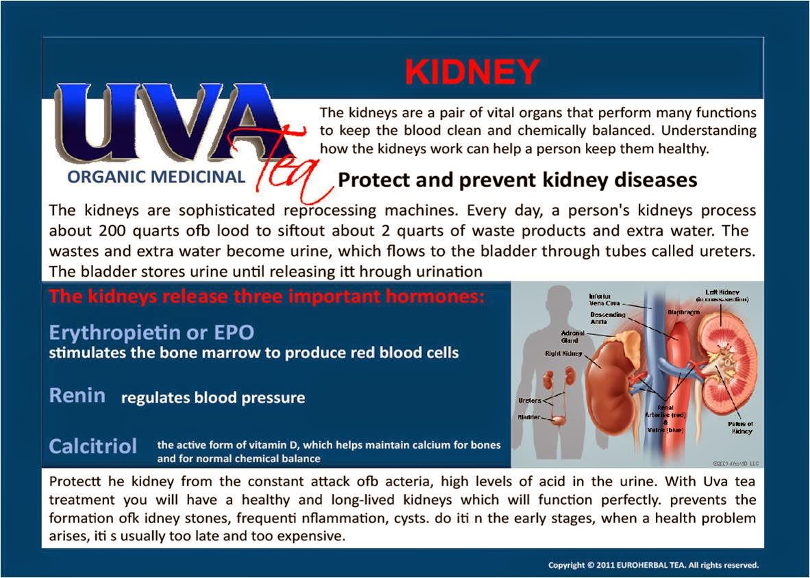 EUROLIFE FOR THE HEALTHY LIFESTYLE Benefits of Uva Tea