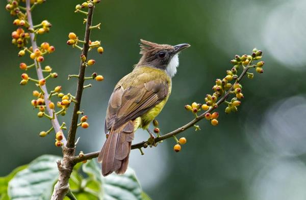 Pilih Cucak Jenggot Jantan Atau Betina Untuk Lomba