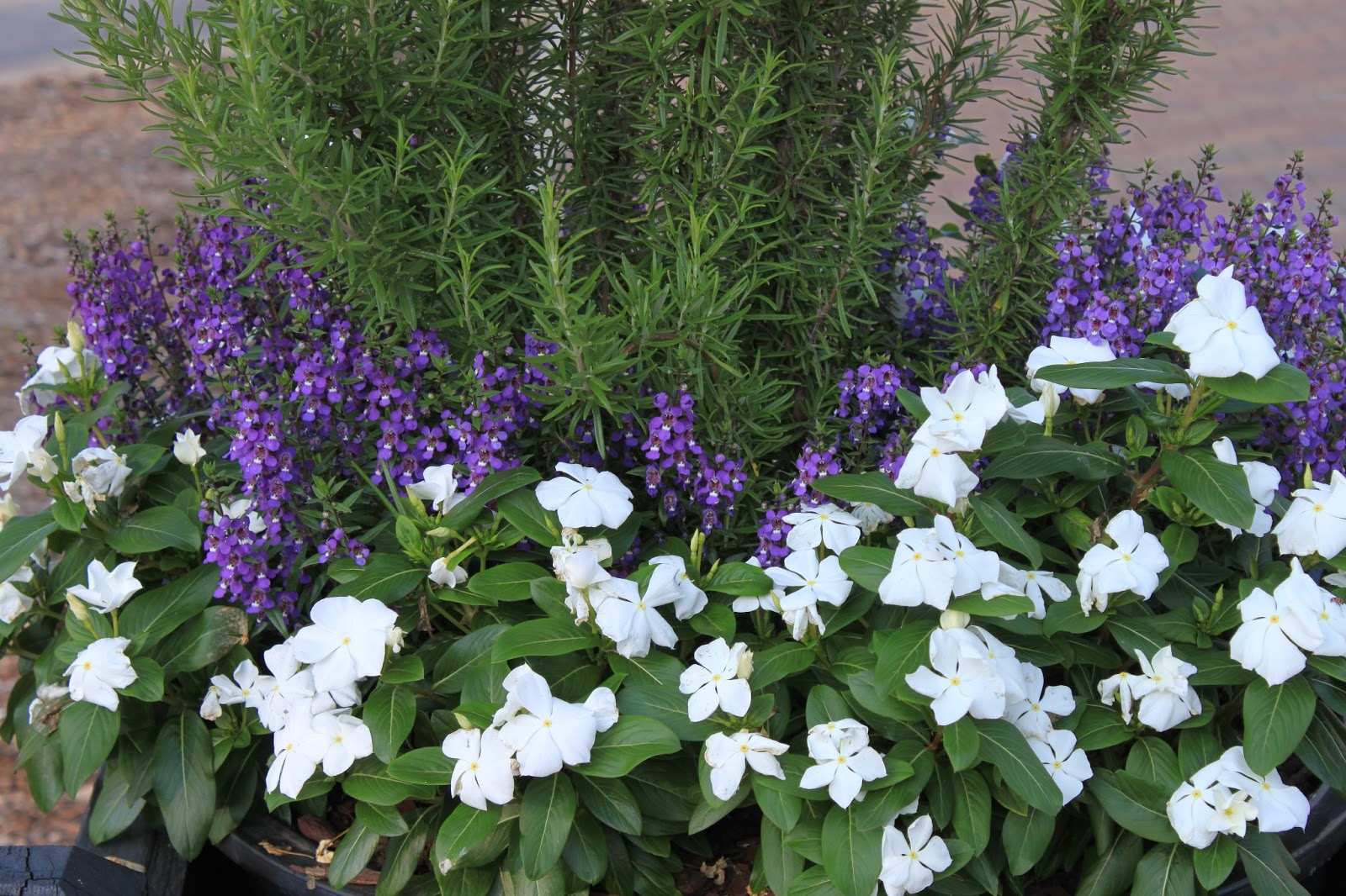 Garden Containers in Madison, The Vibrant Vincas And Their