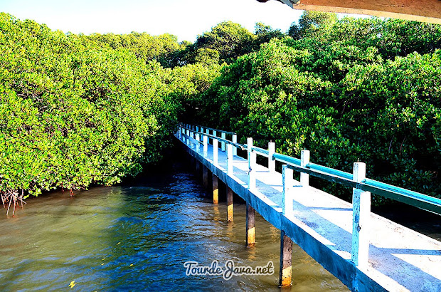 mangrove Trail