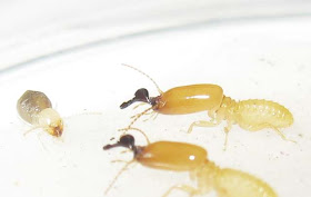 Pericapritermes dolichocephalus termite worker and soldiers