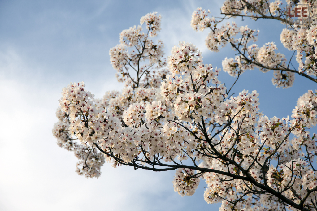 Humble Future: 100 Things I Love About Korea: #13 - Spring
