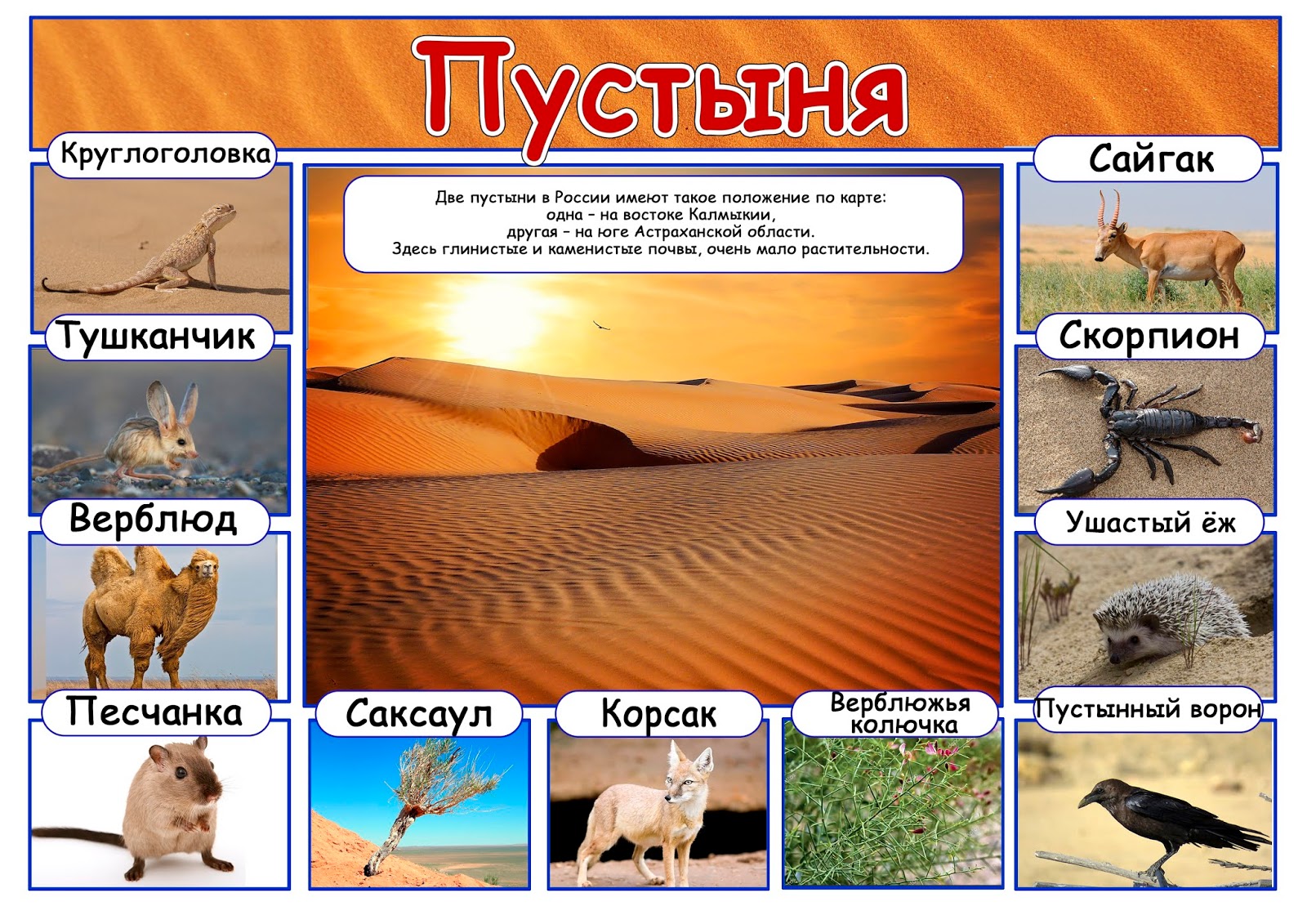 Тест зона пустыни 4 класс. Природная зона России пустыня животные. Природные зоны России пустыни. Природная зона пустыни для дошкольников. Плакат пустыня.
