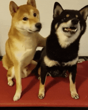 GIF%2B%25281%2529.gif
