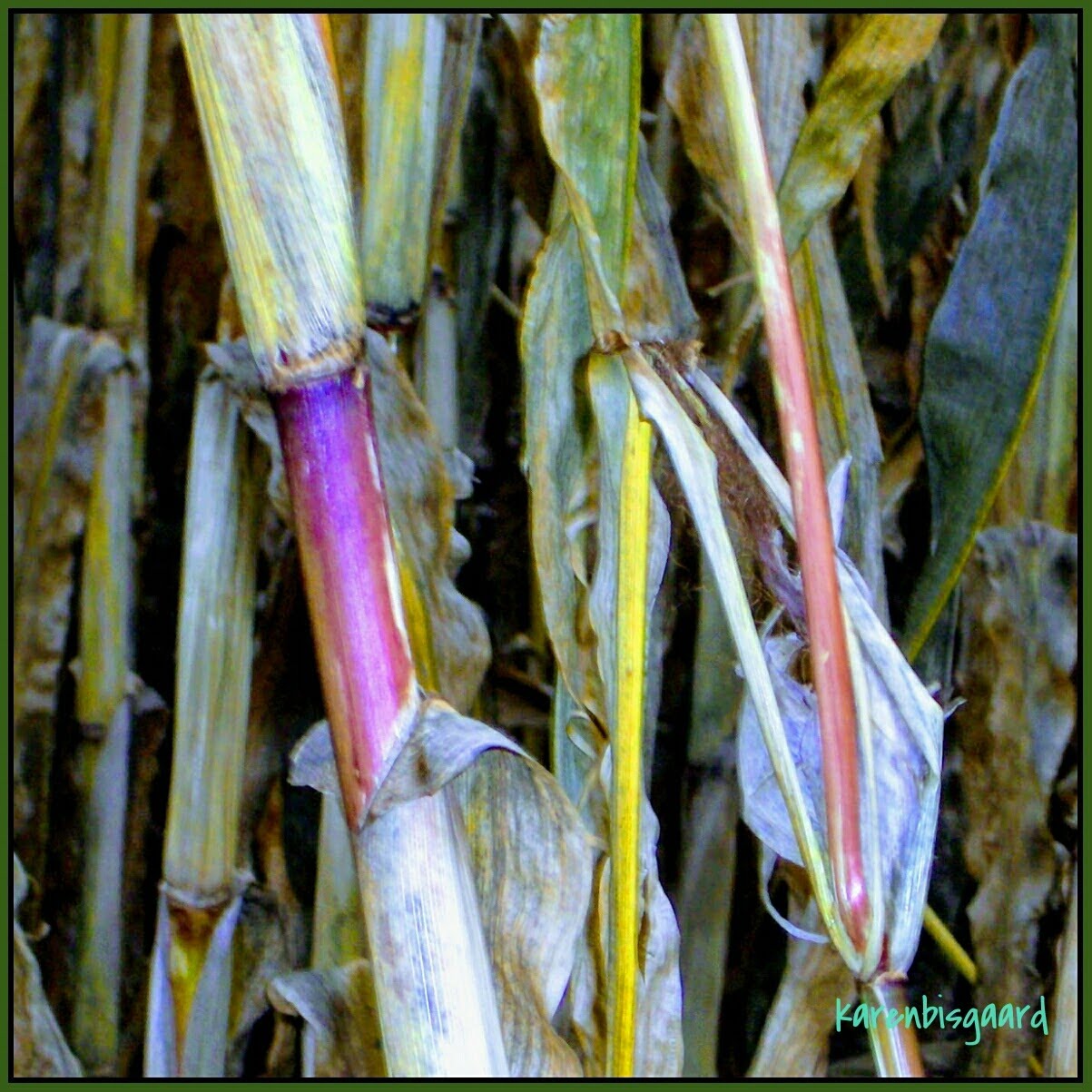 Karen`s Nature Photography Winter Maize Stems.