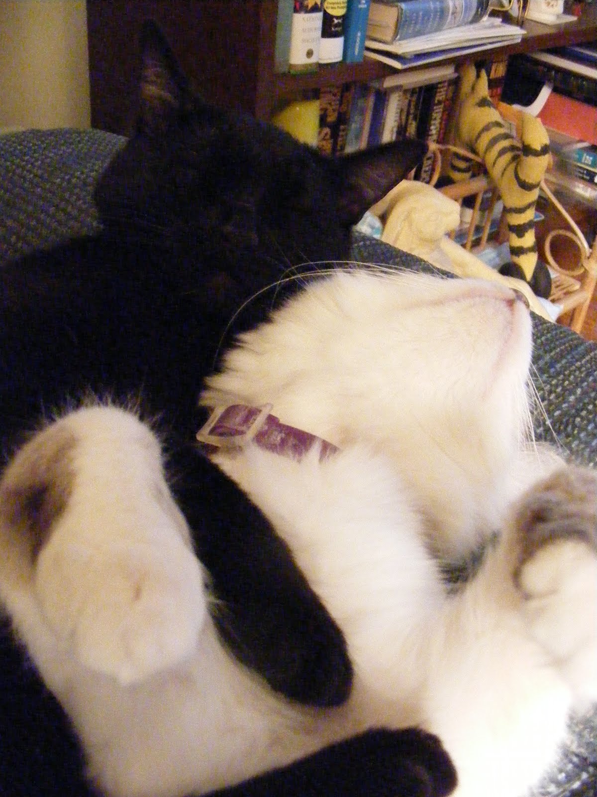 RockyCat Basement cat v. ceiling cat